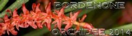 PORDENONE ORCHIDEA 2014